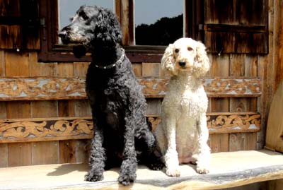 Evonna und Samson